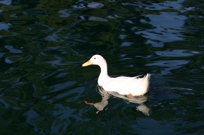 IMG_6971.jpg