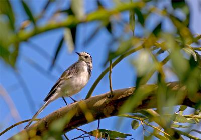 Pied Wagtail