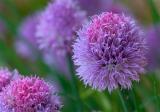 Chives