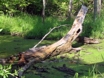 Credit River - Tree Rot