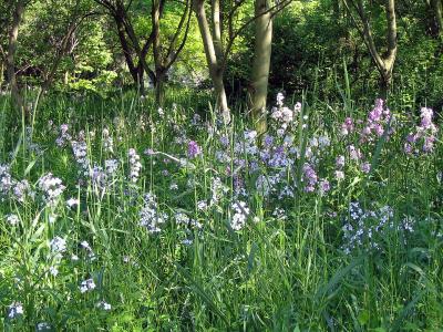 Credit River - Wild flowers