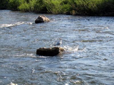 Credit River - Seagull on rock