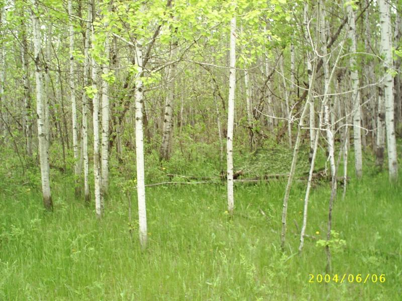 49 find the cadpat