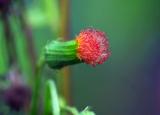 colorful wild flower.jpg