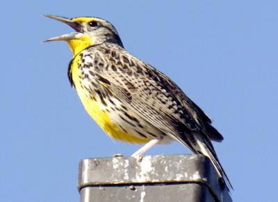 Western Meadowlark