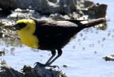 Yellow Headed Blackbird