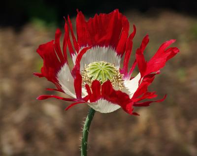 redwhiteDSC01621.jpg