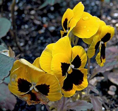 yellowpansiesDSC01580.jpg