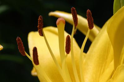 Yellow Lily close up