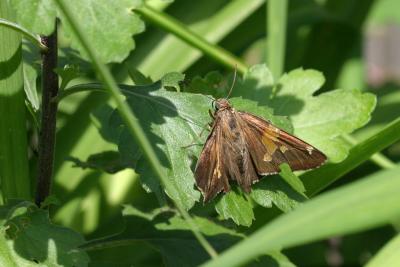 Skipper