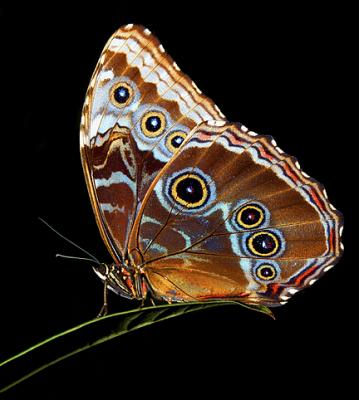 Blue Morpho_6946.jpg