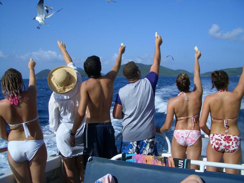 Feeding the Gulls from the Stormy Petrel