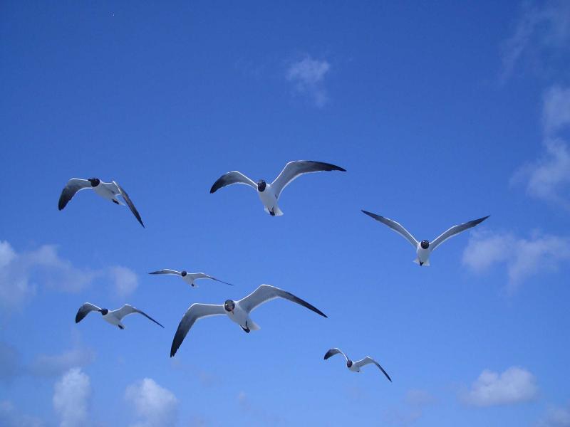 Gulls over the Stormy Petral