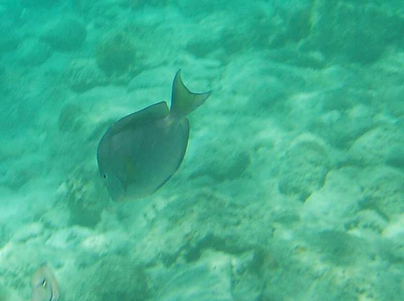 Coki Beach Tang