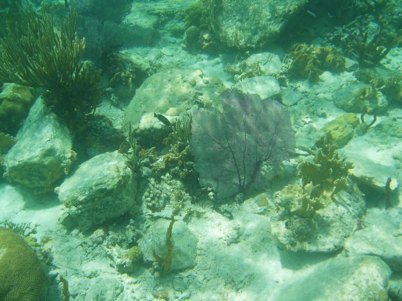 Seafan at Waterlemon Cay