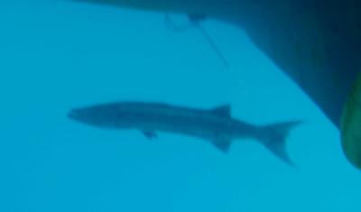 Barracuda Waiting for Us Back at the Stormy Petrel