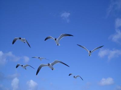 Gulls over the Stormy Petral