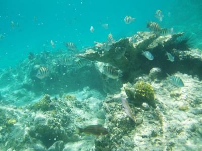Coki Beach Fish 1.jpg