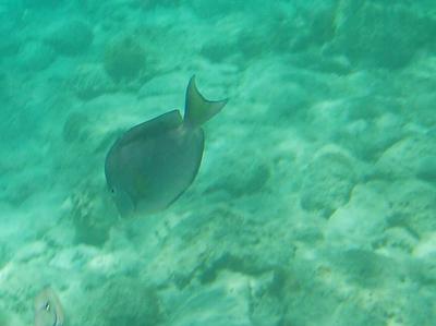 Coki Beach Tang