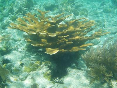 Elkhorn Coral at Waterlemon Cay