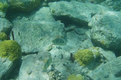 Four-eyed Butterfly at Waterlemon Cay