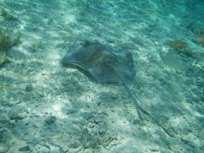 Stingray at Waterlemon Cay