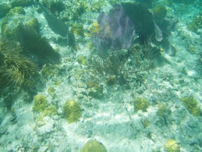 Waterlemon Cay