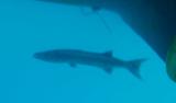 Barracuda Waiting for Us Back at the Stormy Petrel