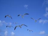 Gulls over the Stormy Petral