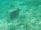 Coki Beach Tang