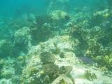 Reef at Waterlemon Cay