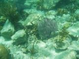 Seafan at Waterlemon Cay