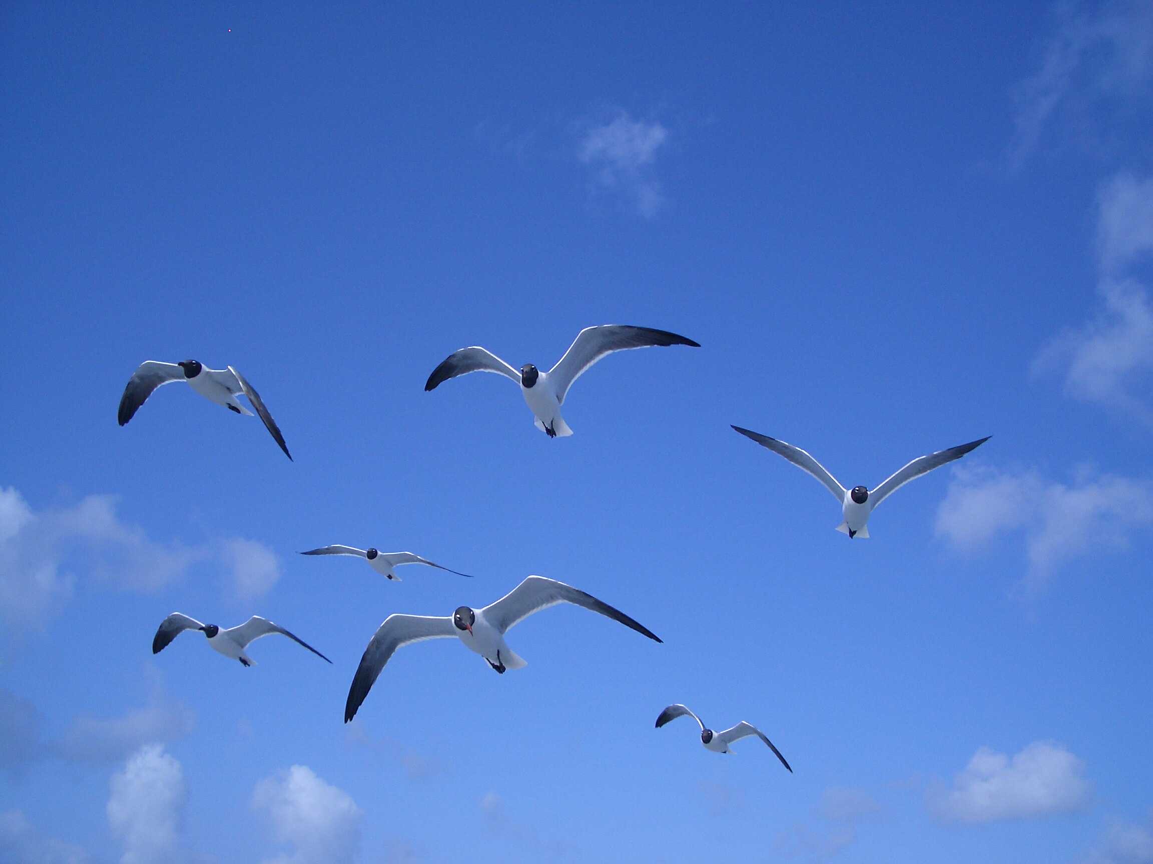 Gulls over the Stormy Petral