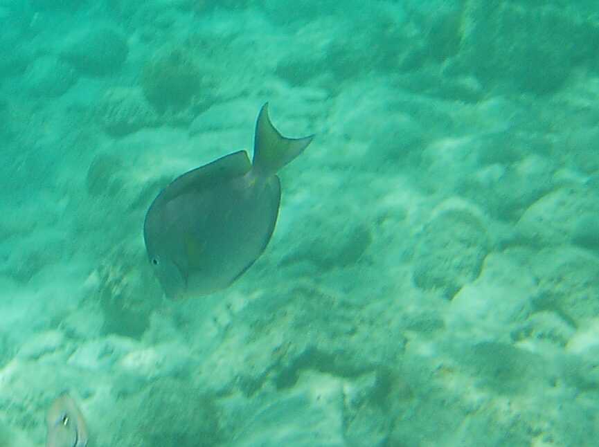 Coki Beach Tang