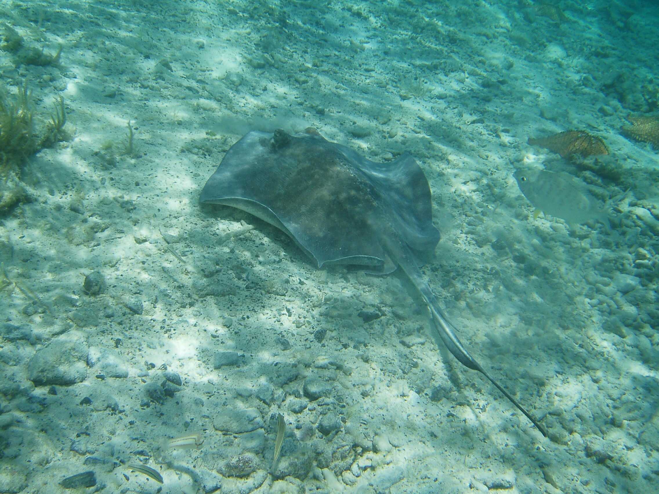 Stingray at Waterlemon Cay