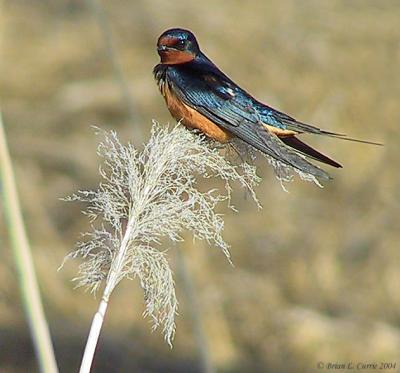 Barn Swallow 161_6127 A pbase 5-31-04.jpg