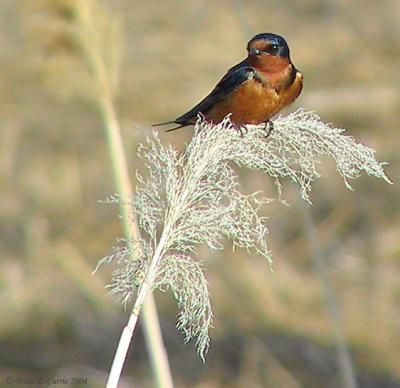 Barn Swallow 161_6138 A pbase 5-31-04.jpg