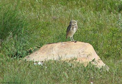 Burrowing Owl 160_6070 pbase 5-24-04.jpg