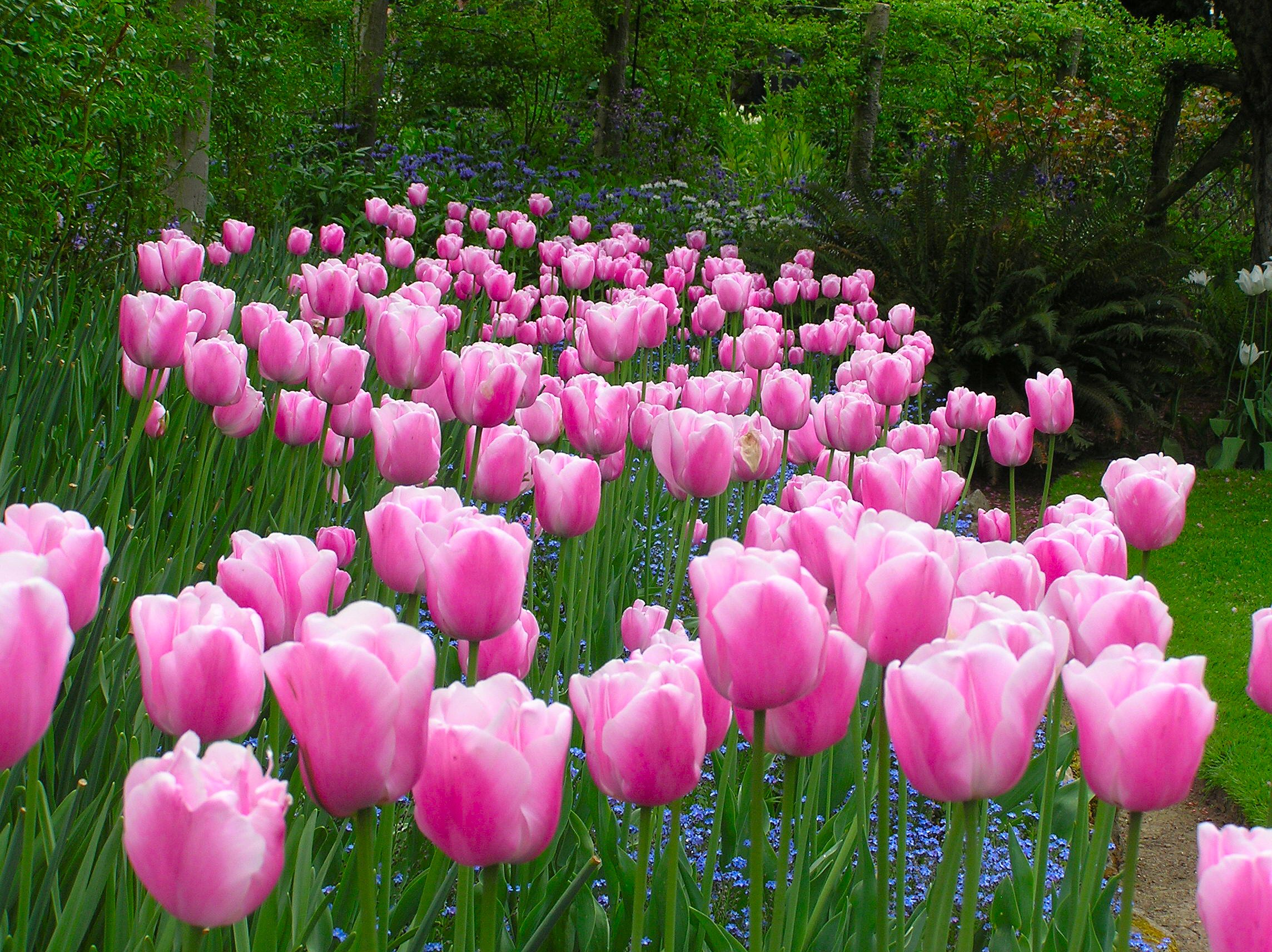 pink beauties