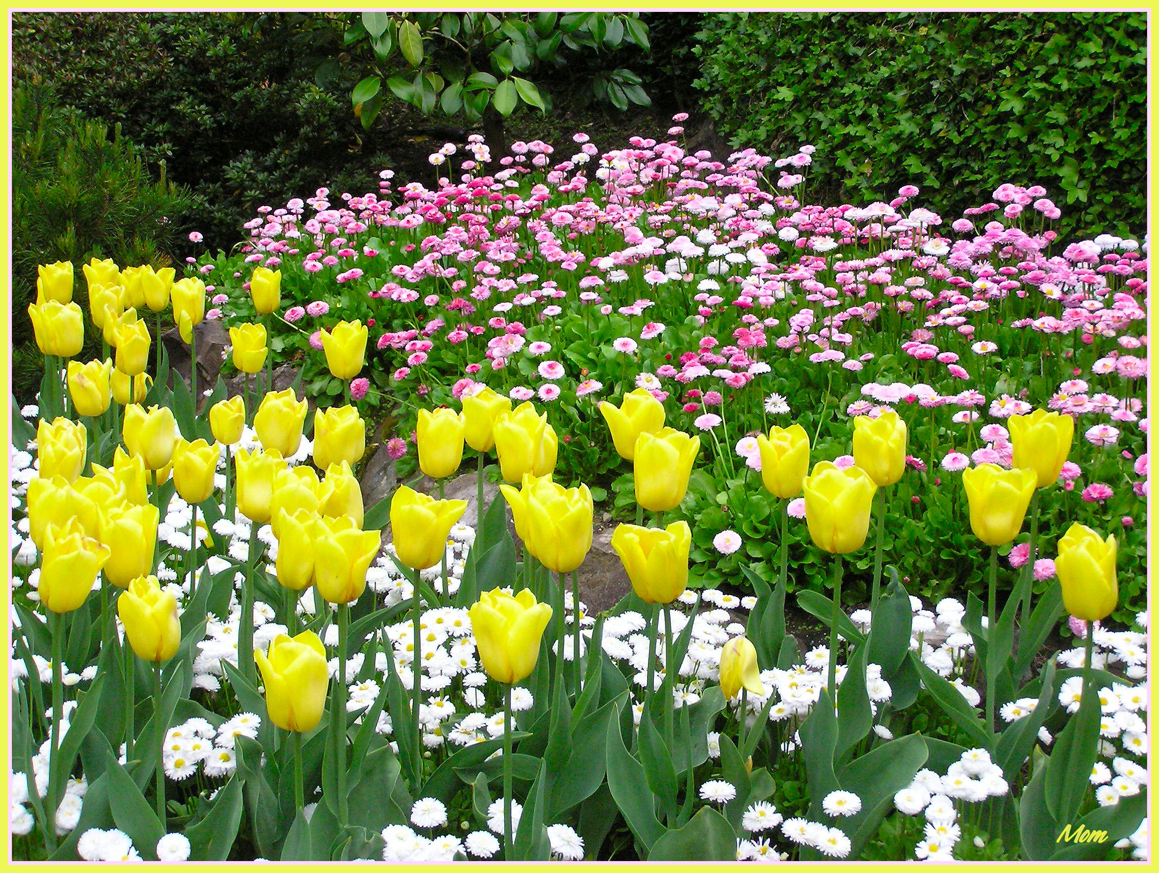 yellow tulips and pink flowers