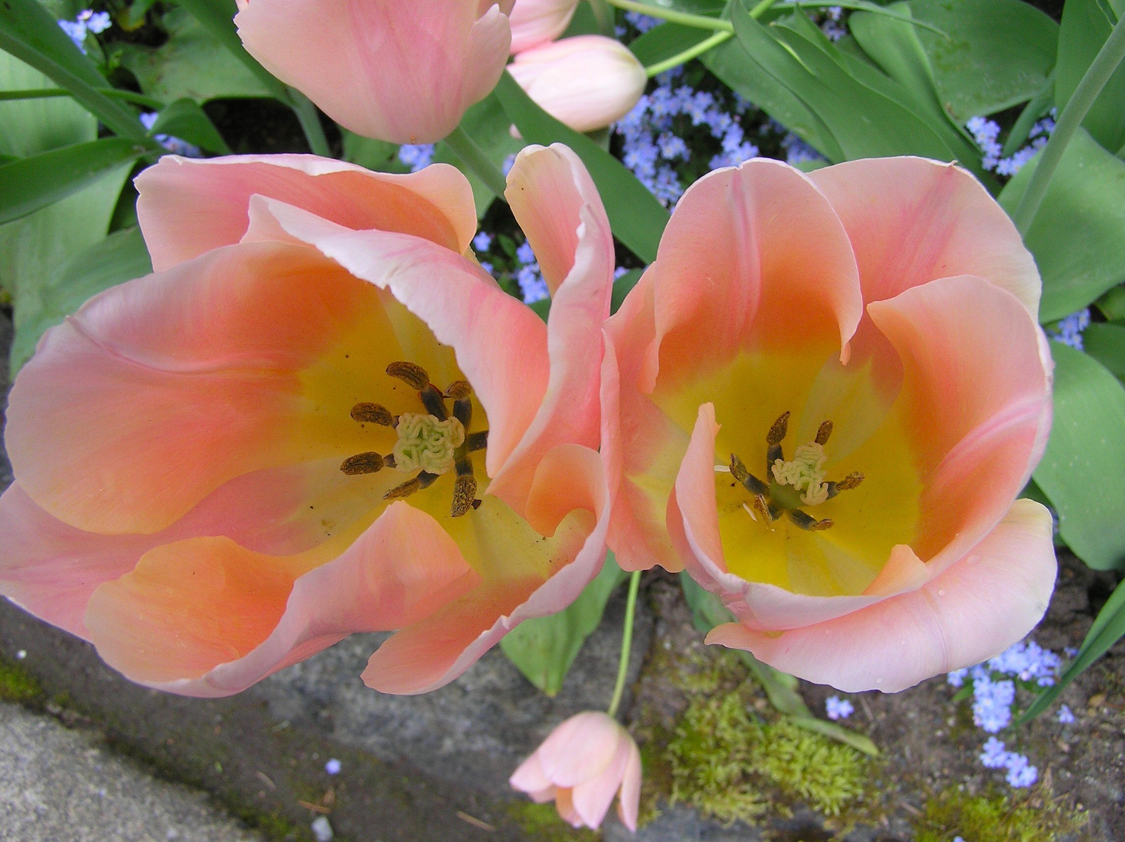 peach tulips  