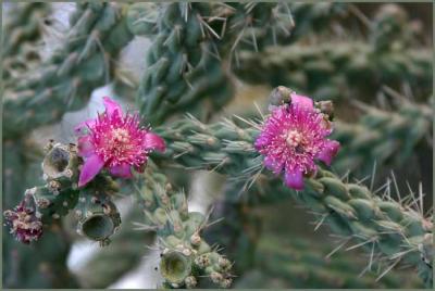 Chainfruit Cholla