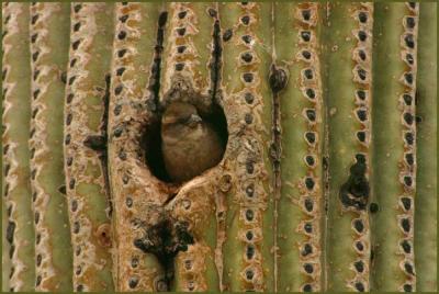 u46/bearpaw/medium/39941170.bird_saguaro.jpg