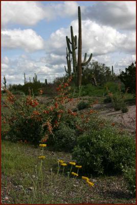 Wildflowers in Bloom