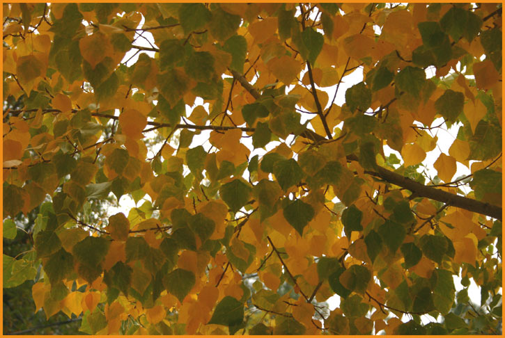 Autumn