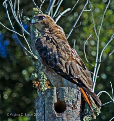 Red Tailed Hawk #30