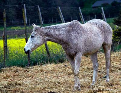 horses