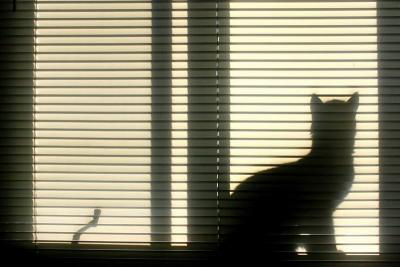  Ombre chanoise   / Shadow cat