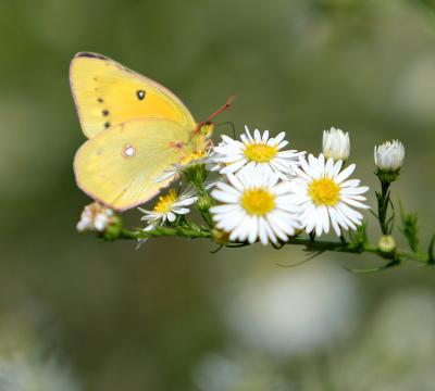 yellow-butterfly-close.jpg