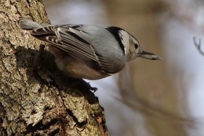 white-breasted nuthatch 004.jpg